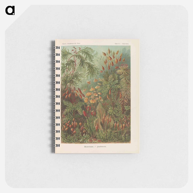 アートメモ帳-Moss illustration from Kunstformen der Natur - エルンスト ヘッケル Memo.