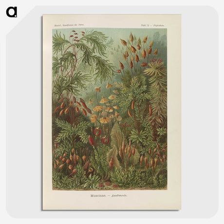 1-30_Ernst-Haeckel_picture-crop
