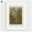 1-30_Ernst-Haeckel_picture
