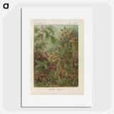1-30_Ernst-Haeckel_picture
