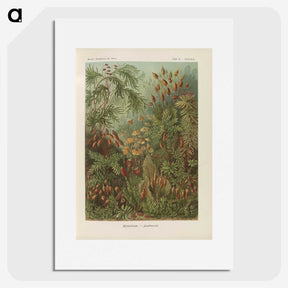 1-30_Ernst-Haeckel_picture