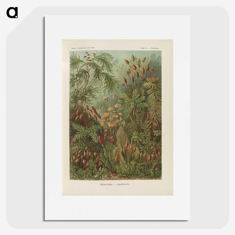 1-30_Ernst-Haeckel_picture