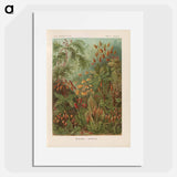 Moss illustration from Kunstformen der Natur - エルンスト ヘッケル Poster.