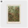 1-30_Ernst-Haeckel_postcard