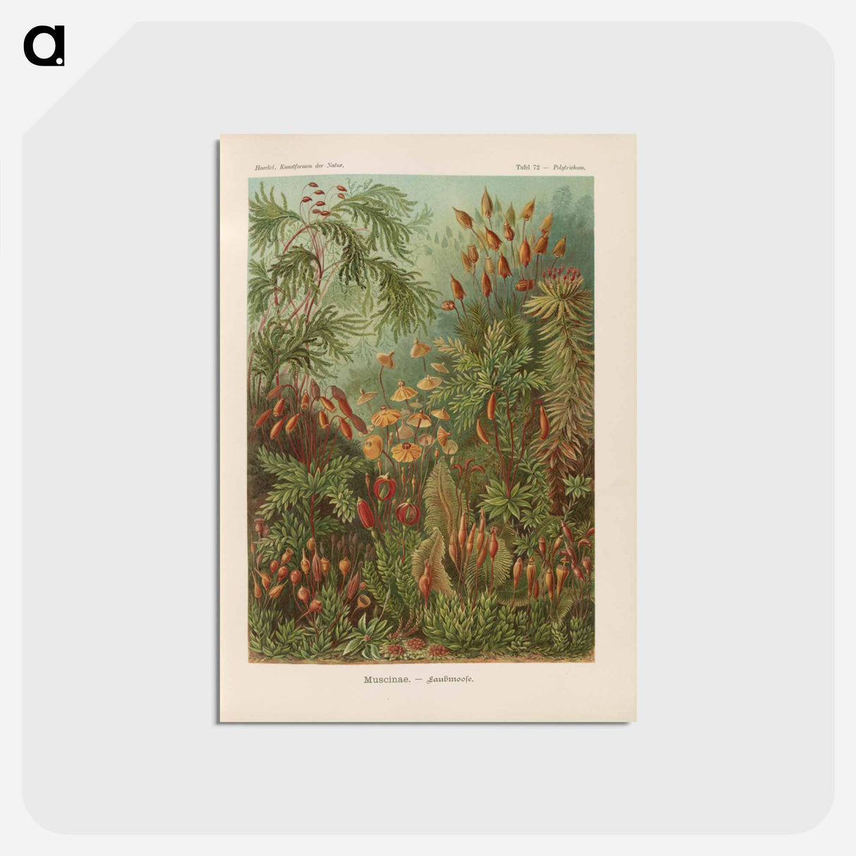 アートポストカード-Moss illustration from Kunstformen der Natur - エルンスト ヘッケル Postcard.