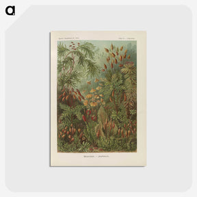 1-30_Ernst-Haeckel_postcard