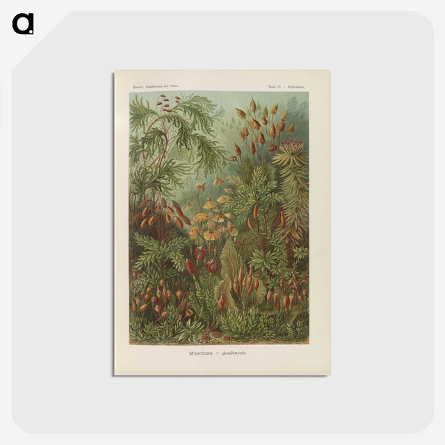 1-30_Ernst-Haeckel_postcard
