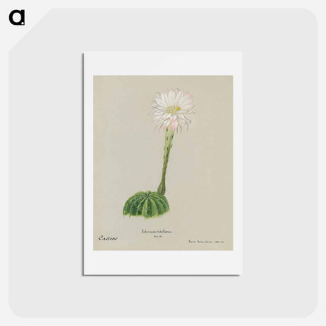 アートポストカード-Easter Lily Cactus
 - サボテン科 Postcard.