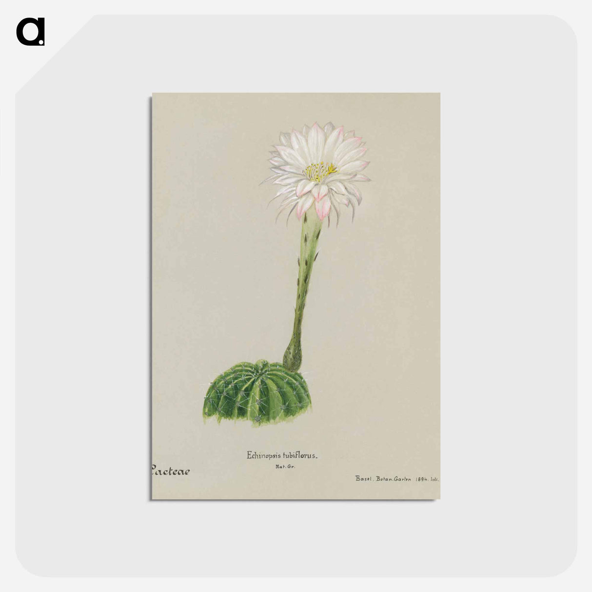アートポストカード-Easter Lily Cactus
 - サボテン科 Postcard.
