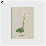 アートポストカード-Easter Lily Cactus
 - サボテン科 Postcard.