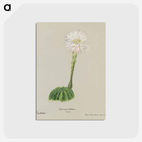 アートポストカード-Easter Lily Cactus
 - サボテン科 Postcard.
