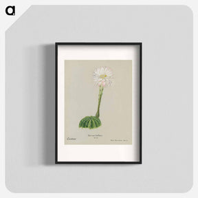 アートポスター-Easter Lily Cactus
 - サボテン科 Poster.