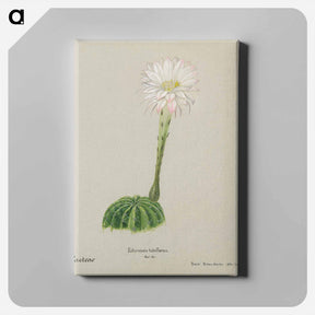 アートパネル-Easter Lily Cactus
 - サボテン科 Canvas.