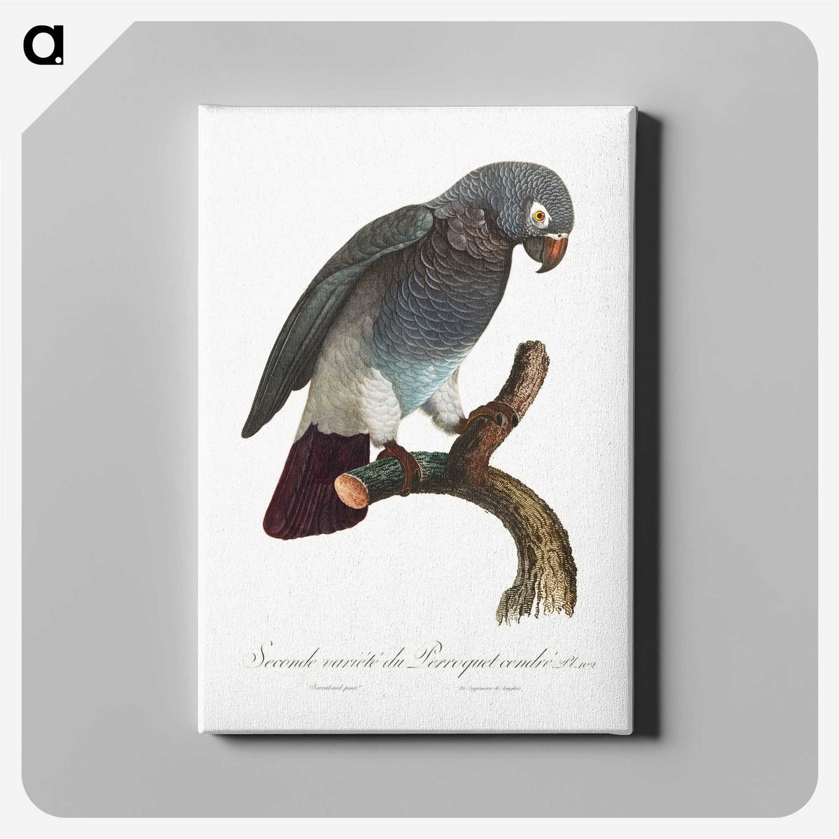 1-30_Francois-Levaillant_canvas