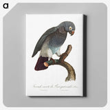 1-30_Francois-Levaillant_canvas