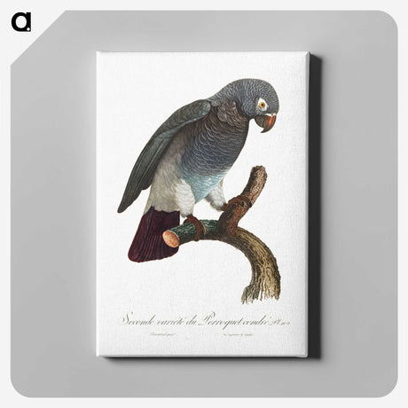 1-30_Francois-Levaillant_canvas