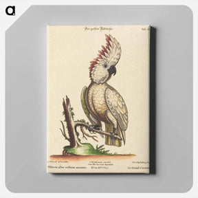 アートパネル-Psittacus Albus Cristatus Maximus
 - ジョージ エドワーズ Canvas.