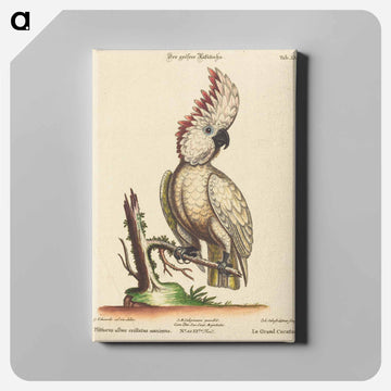 Psittacus Albus Cristatus Maximus
 - ジョージ エドワーズ Canvas.