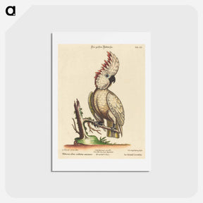 アートポストカード-Psittacus Albus Cristatus Maximus
 - ジョージ エドワーズ Postcard.