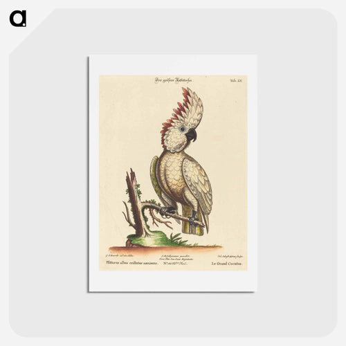 Psittacus Albus Cristatus Maximus
 - ジョージ エドワーズ Postcard.
