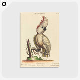 1-30_George-Edwards_postcard