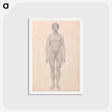 アートポストカード-Human Figure, Anterior View
 - ジョージ スタッブス Postcard.