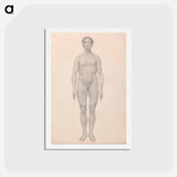 アートポストカード-Human Figure, Anterior View
 - ジョージ スタッブス Postcard.