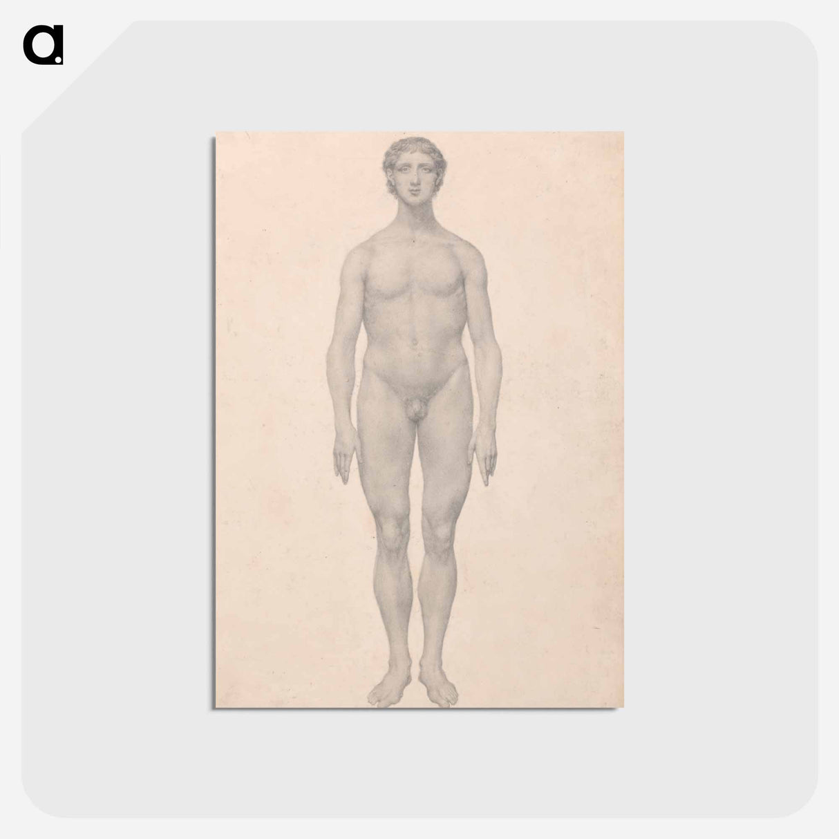 アートポストカード-Human Figure, Anterior View
 - ジョージ スタッブス Postcard.