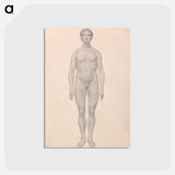 アートポストカード-Human Figure, Anterior View
 - ジョージ スタッブス Postcard.