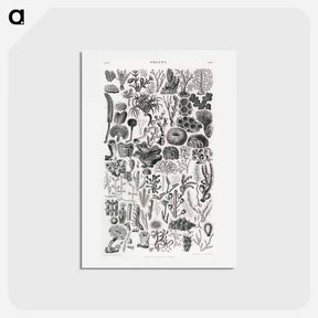 アートポストカード-Polypi
 - ゴールドスミスの生き生きとした自然 Postcard.