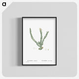 1-30_Histoire-des-Plantes-Grasses_blk-crop