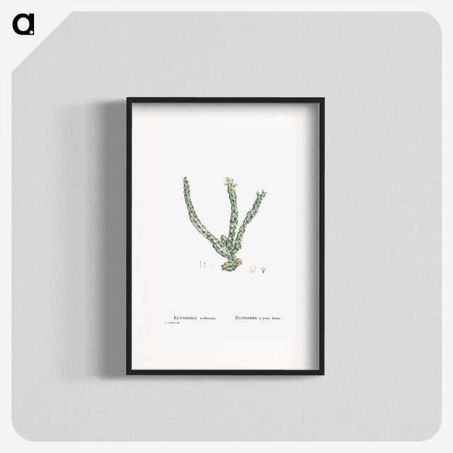 1-30_Histoire-des-Plantes-Grasses_blk
