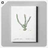 1-30_Histoire-des-Plantes-Grasses_canvas