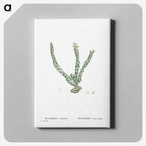 1-30_Histoire-des-Plantes-Grasses_canvas