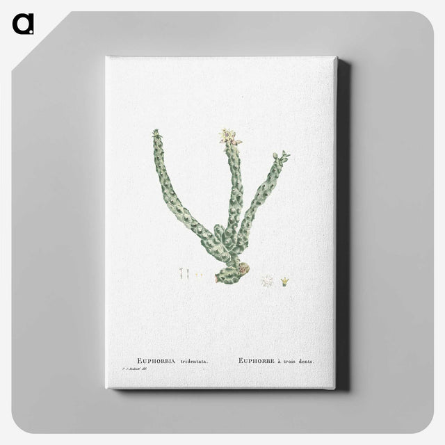 1-30_Histoire-des-Plantes-Grasses_canvas