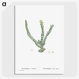 1-30_Histoire-des-Plantes-Grasses_picture-crop