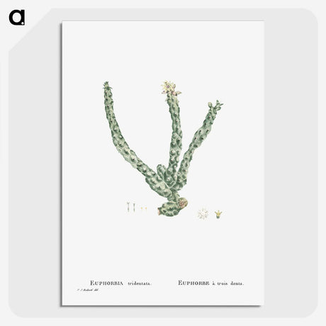 1-30_Histoire-des-Plantes-Grasses_picture-crop