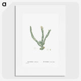 1-30_Histoire-des-Plantes-Grasses_picture