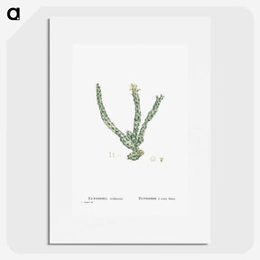 1-30_Histoire-des-Plantes-Grasses_picture