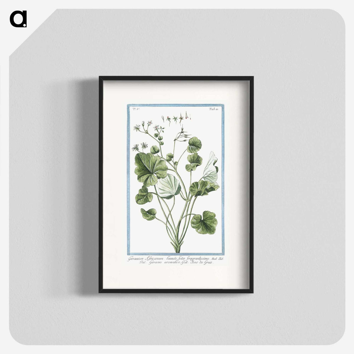 1-30_Hortus-Romanus-Botanical-Plates_blk
