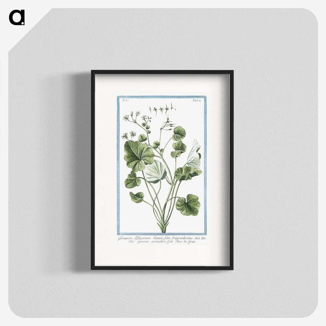 1-30_Hortus-Romanus-Botanical-Plates_blk