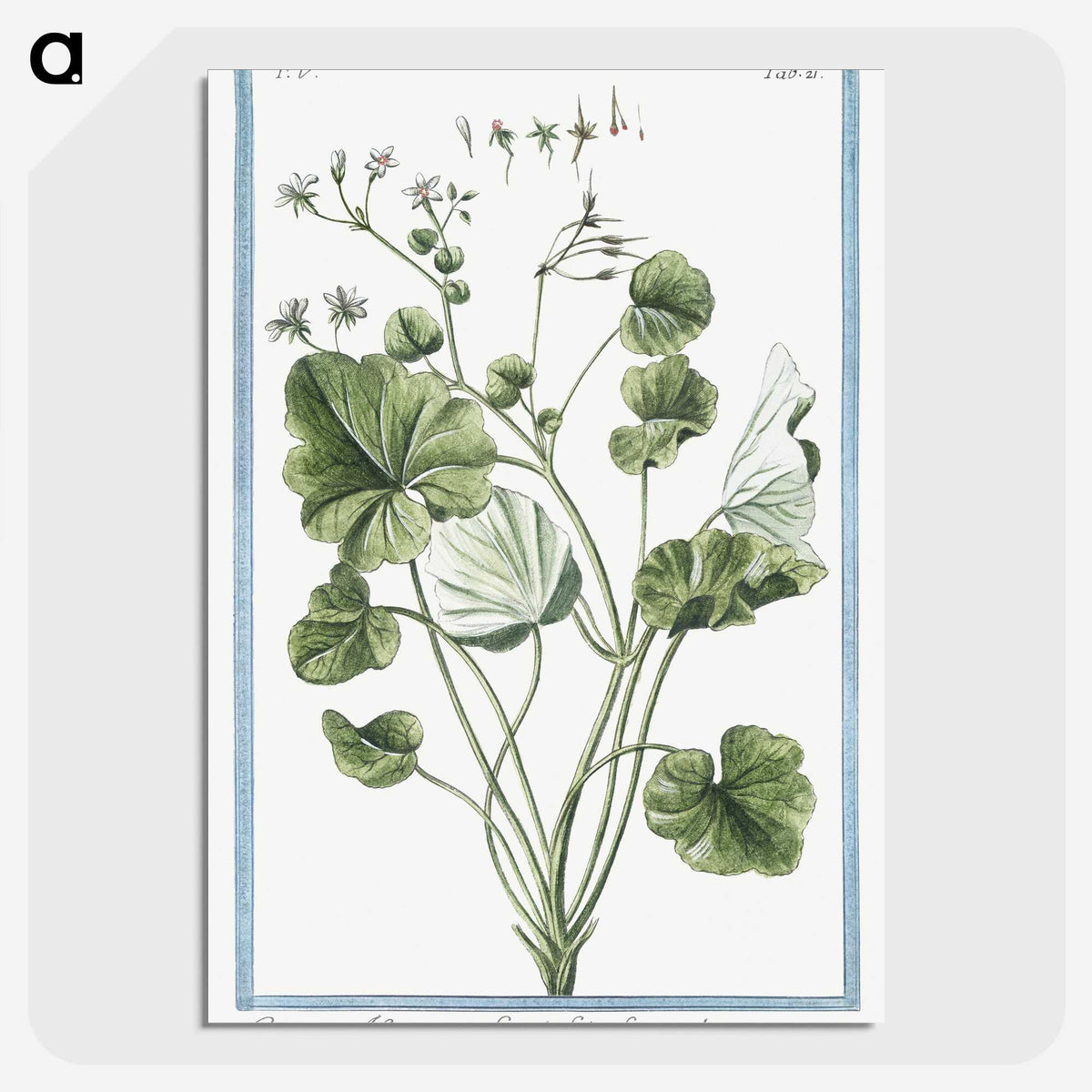 1-30_Hortus-Romanus-Botanical-Plates_picture-crop