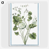 1-30_Hortus-Romanus-Botanical-Plates_picture-crop