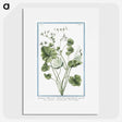 1-30_Hortus-Romanus-Botanical-Plates_picture