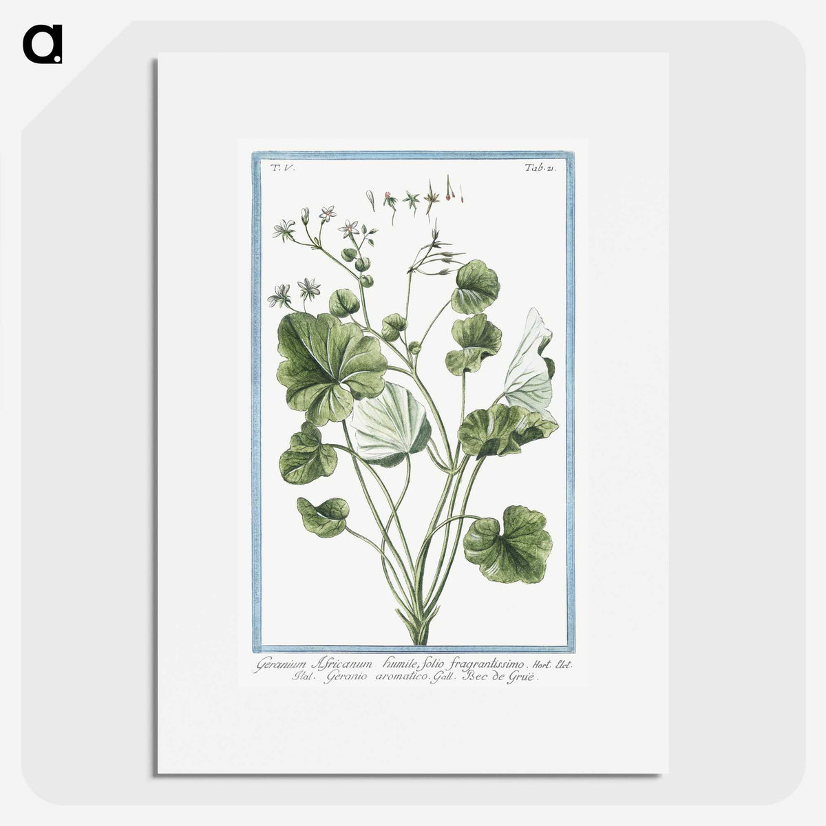 1-30_Hortus-Romanus-Botanical-Plates_picture