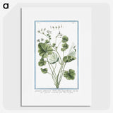 1-30_Hortus-Romanus-Botanical-Plates_picture
