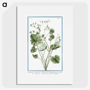 1-30_Hortus-Romanus-Botanical-Plates_picture