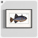 1-30_Ichtyologie-ou-Histoire-naturelle_blk