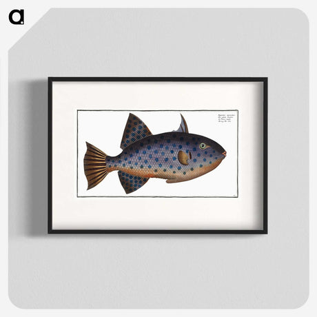 1-30_Ichtyologie-ou-Histoire-naturelle_blk
