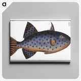 1-30_Ichtyologie-ou-Histoire-naturelle_canvas